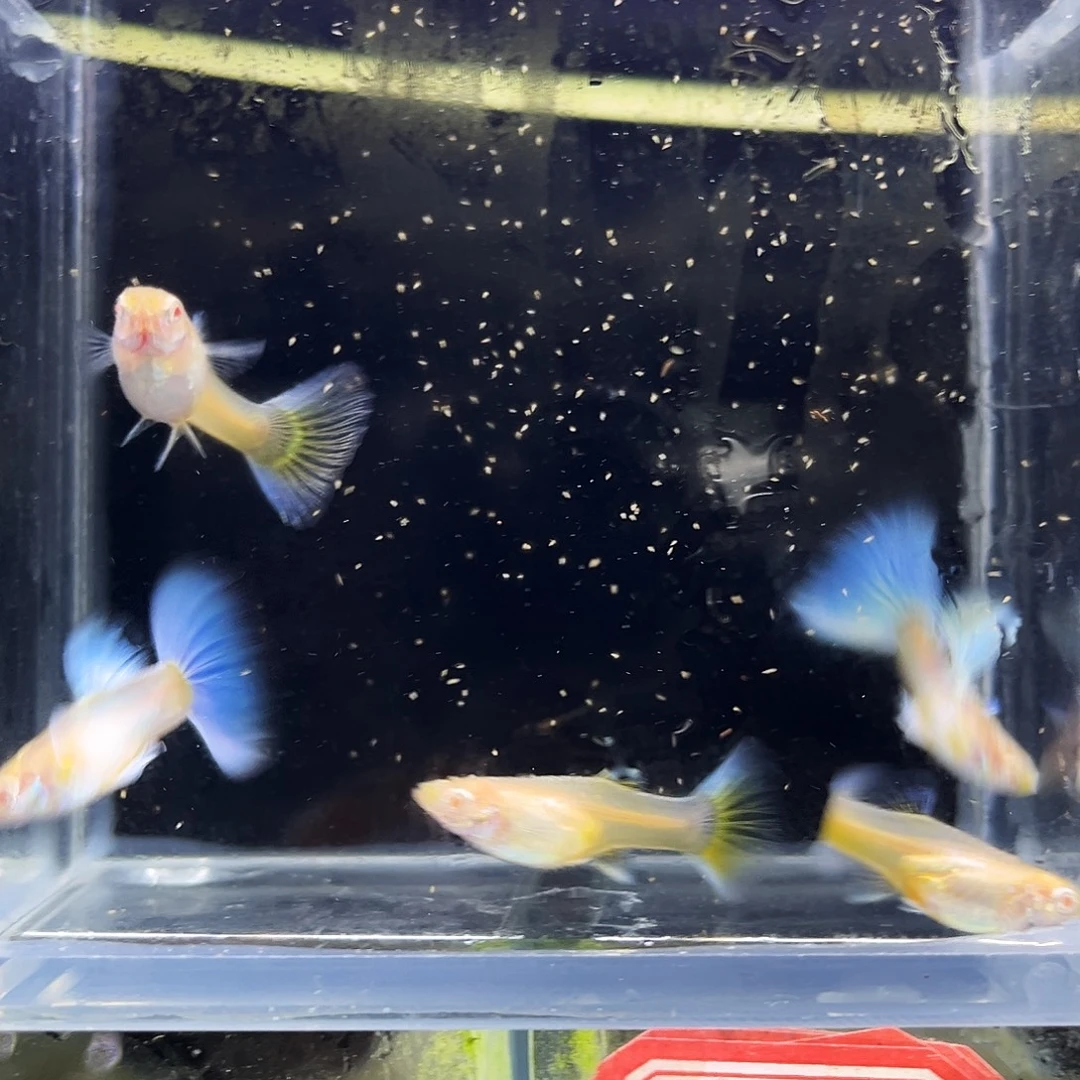 孔雀鱼蓝白飞船5条