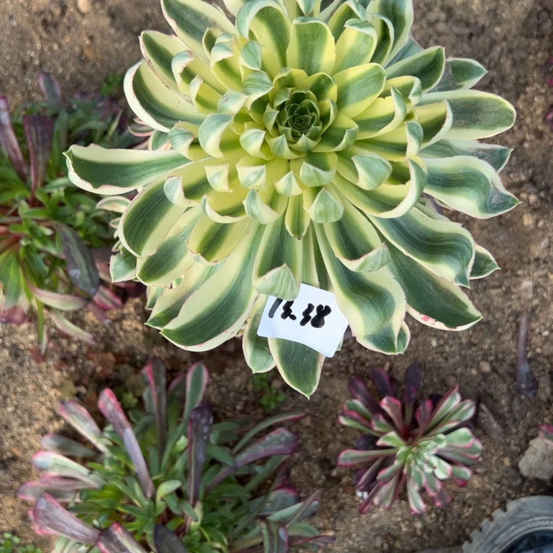 38青连多肉多肉多肉多肉