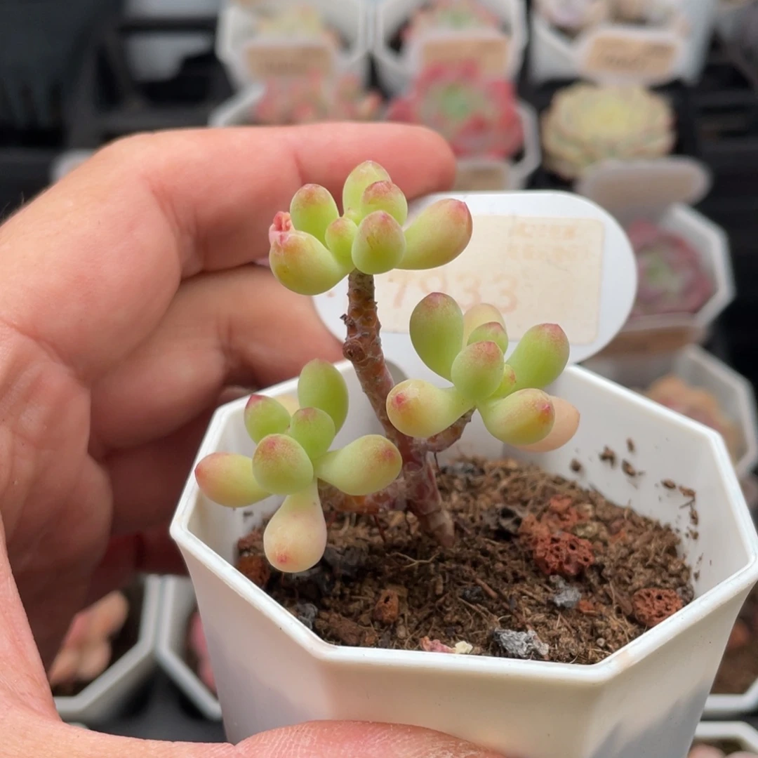 乙女心7933-4.5厘米