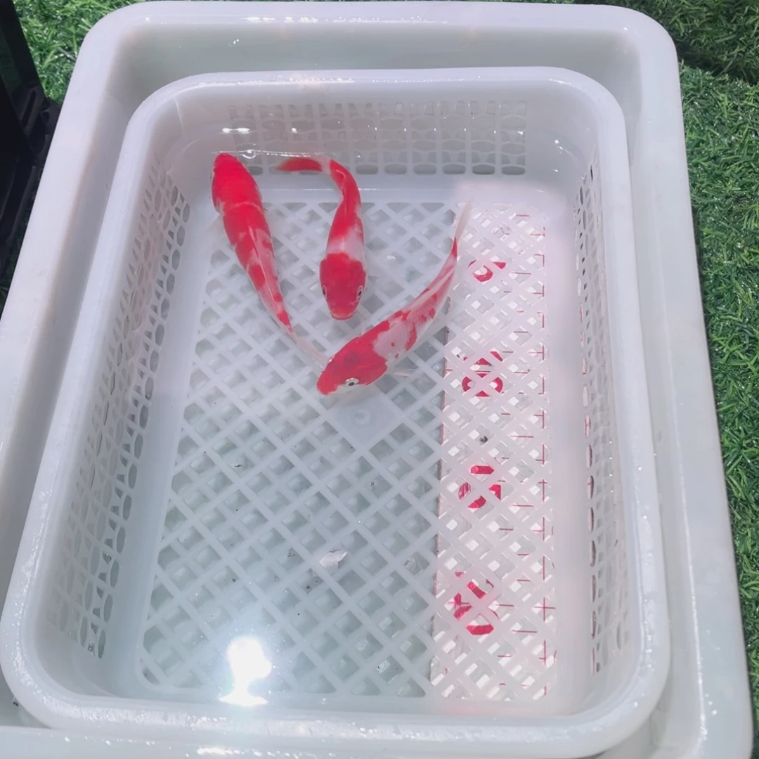 锦鲤锦鲤观赏鱼666