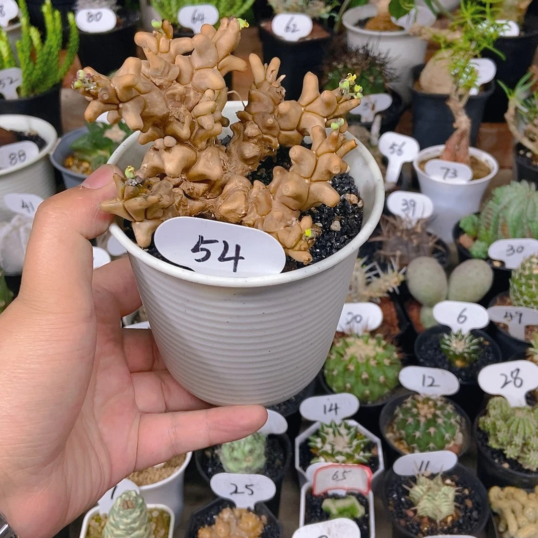 蛮鬼塔厚敦菊一个