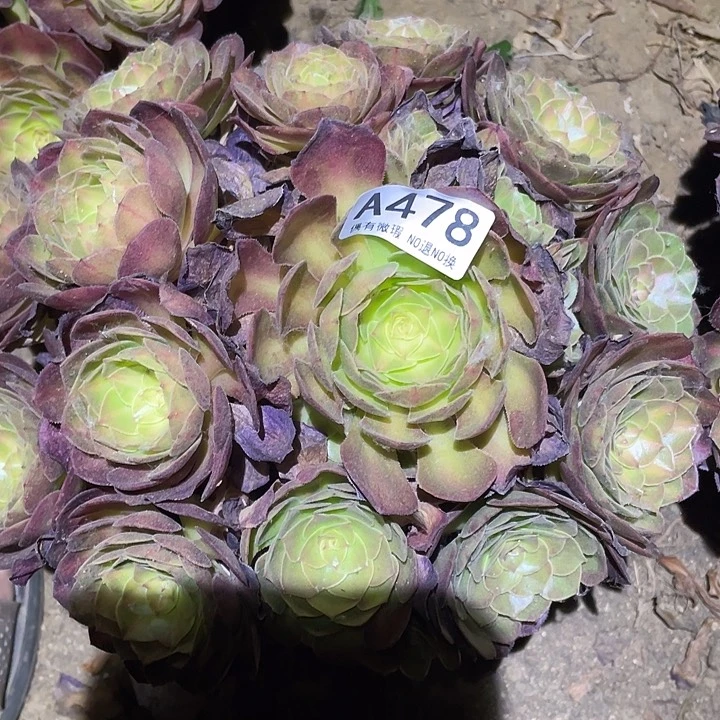 多肉植物法师478抹茶