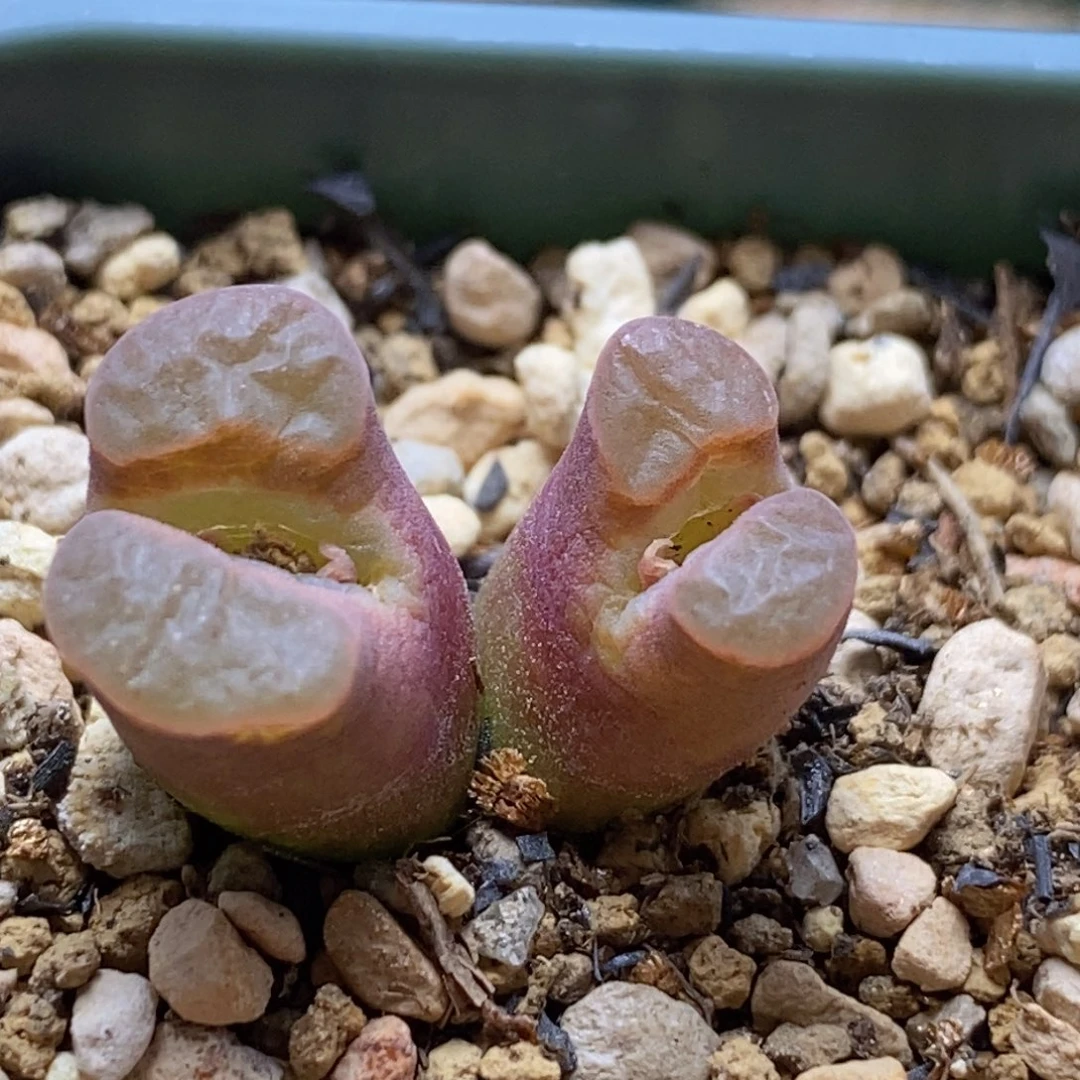 好看好看好看的双头磁铁