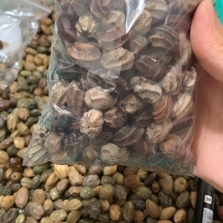 金***野千眼菩提吊坠龙脊一斤