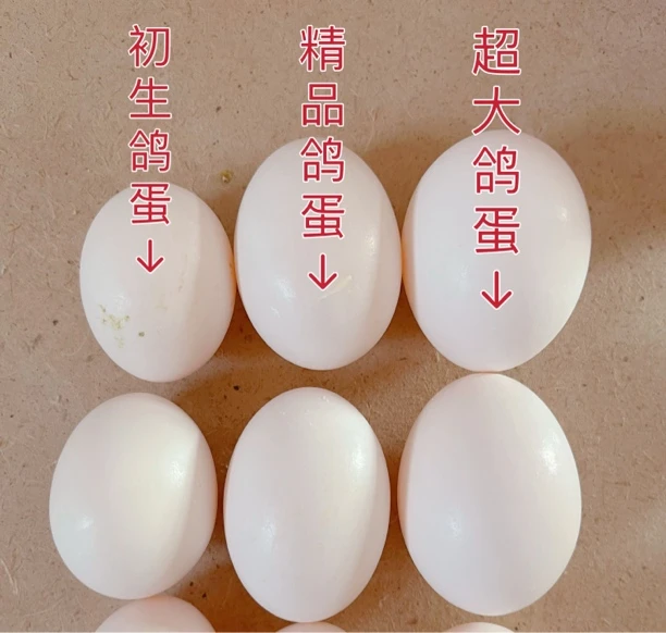 沂蒙山鲜鸽子蛋30枚720克尊享超大鸽蛋现捡现发五谷杂粮农家喂养