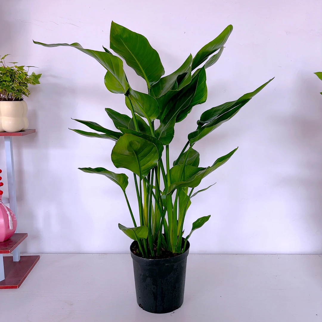 天堂鸟盆栽室内客厅大型绿植办公室大叶植物花卉鹤望兰去甲醛新房