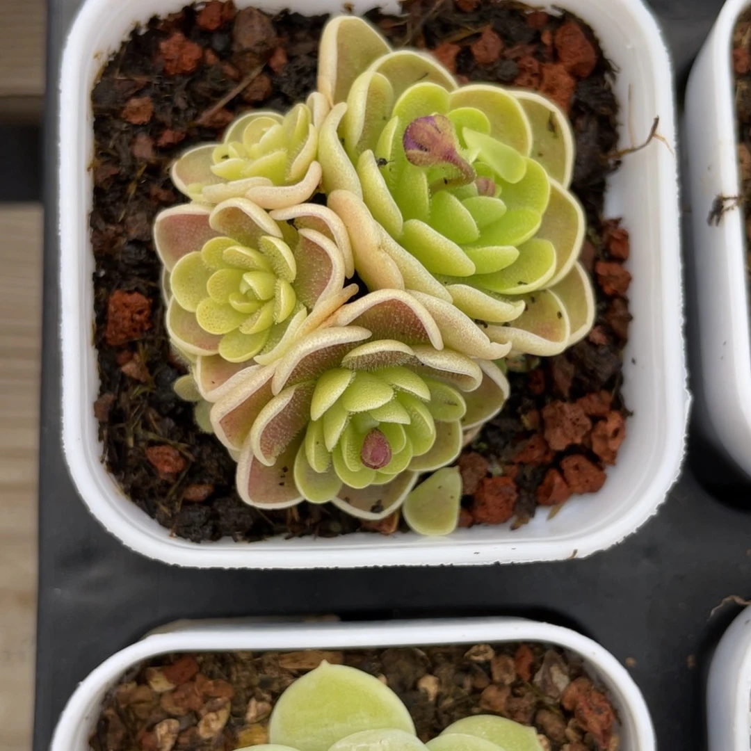 优选捕虫堇多肉福利2586