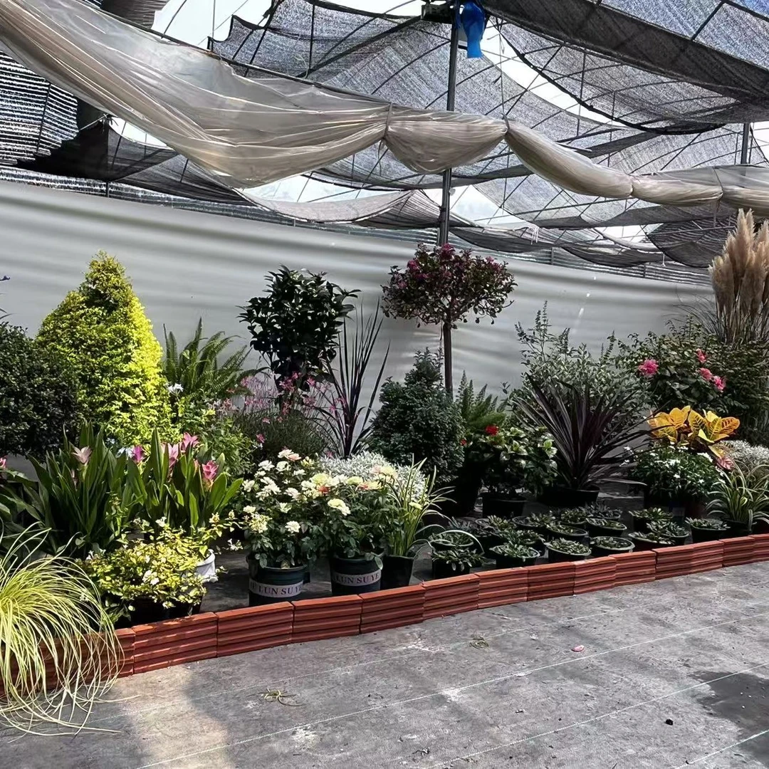 单品花境植物组合定制适用于直播间改价绿植基地直销室内