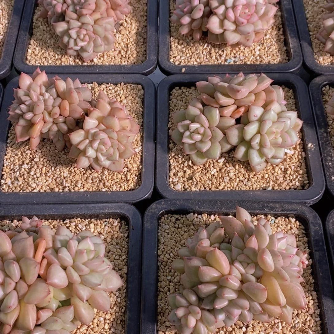 量拍10号 母本黄金象牙群一个