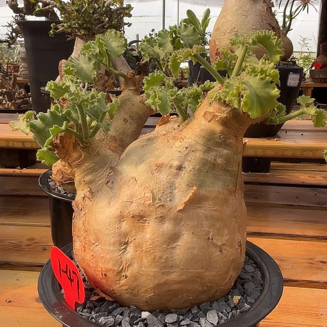 汤圆植物1-47安哥拉葡萄翁