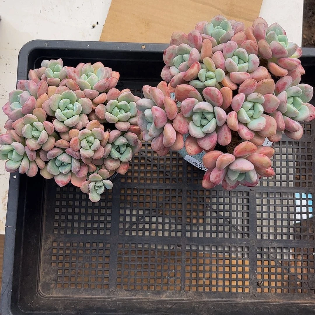 听***雨414-413-大群花斑鹿