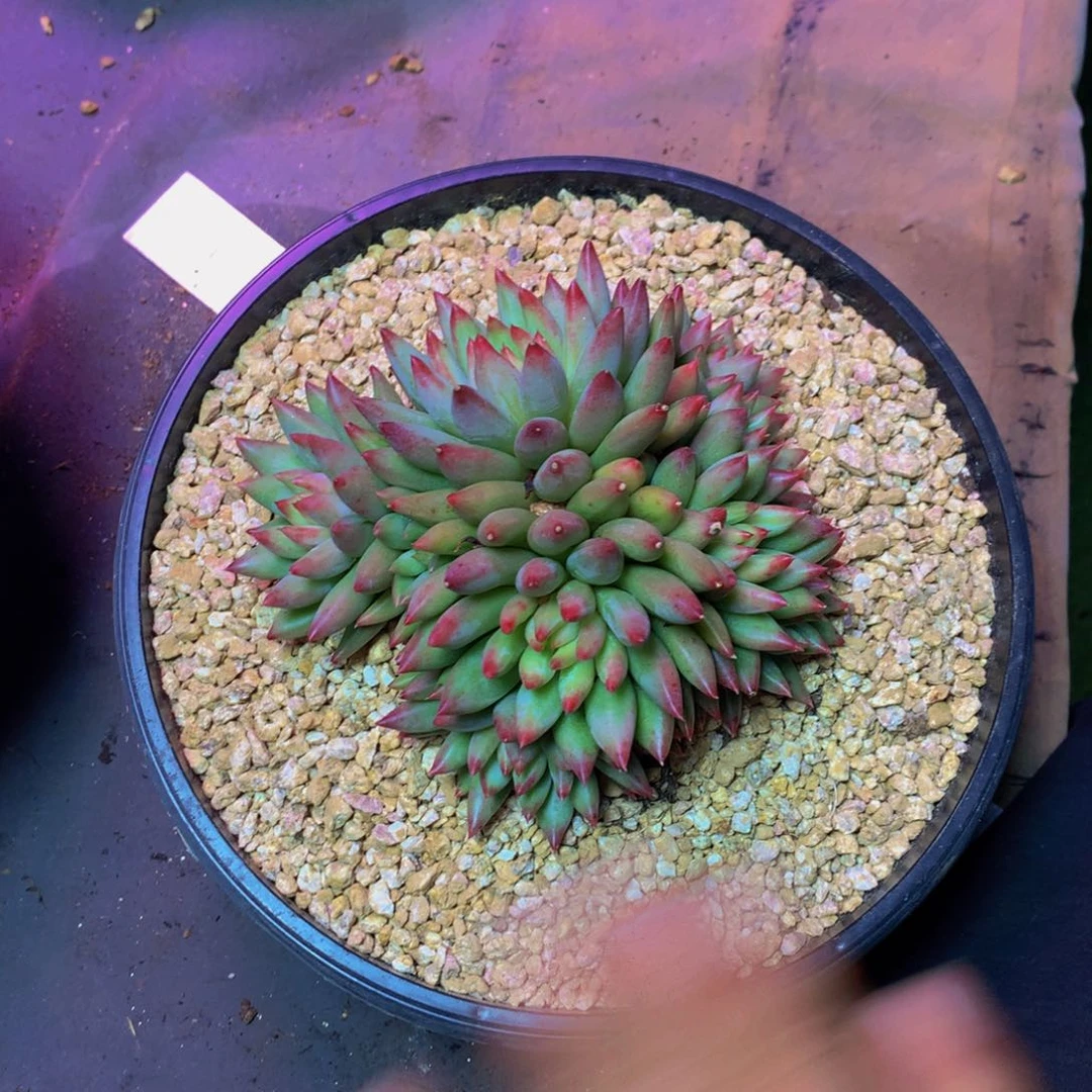 灬***灬哈哈哈哈哈哈哈哈哈哈