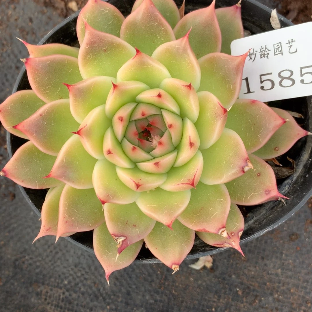 1585有叶伤特价杂交多肉