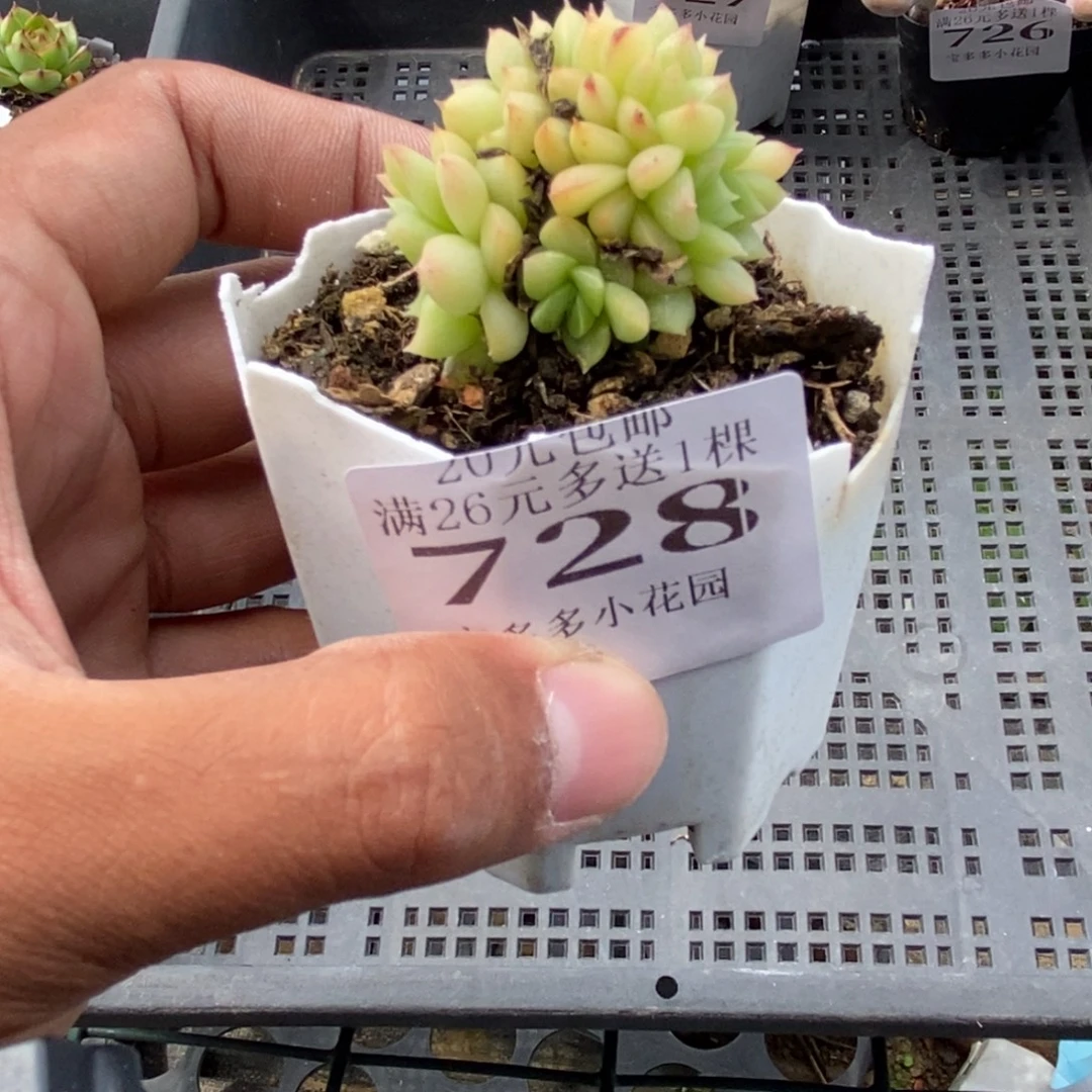 珍妮麦秆缀化一物一拍满20包邮满26送一颗精品多肉
