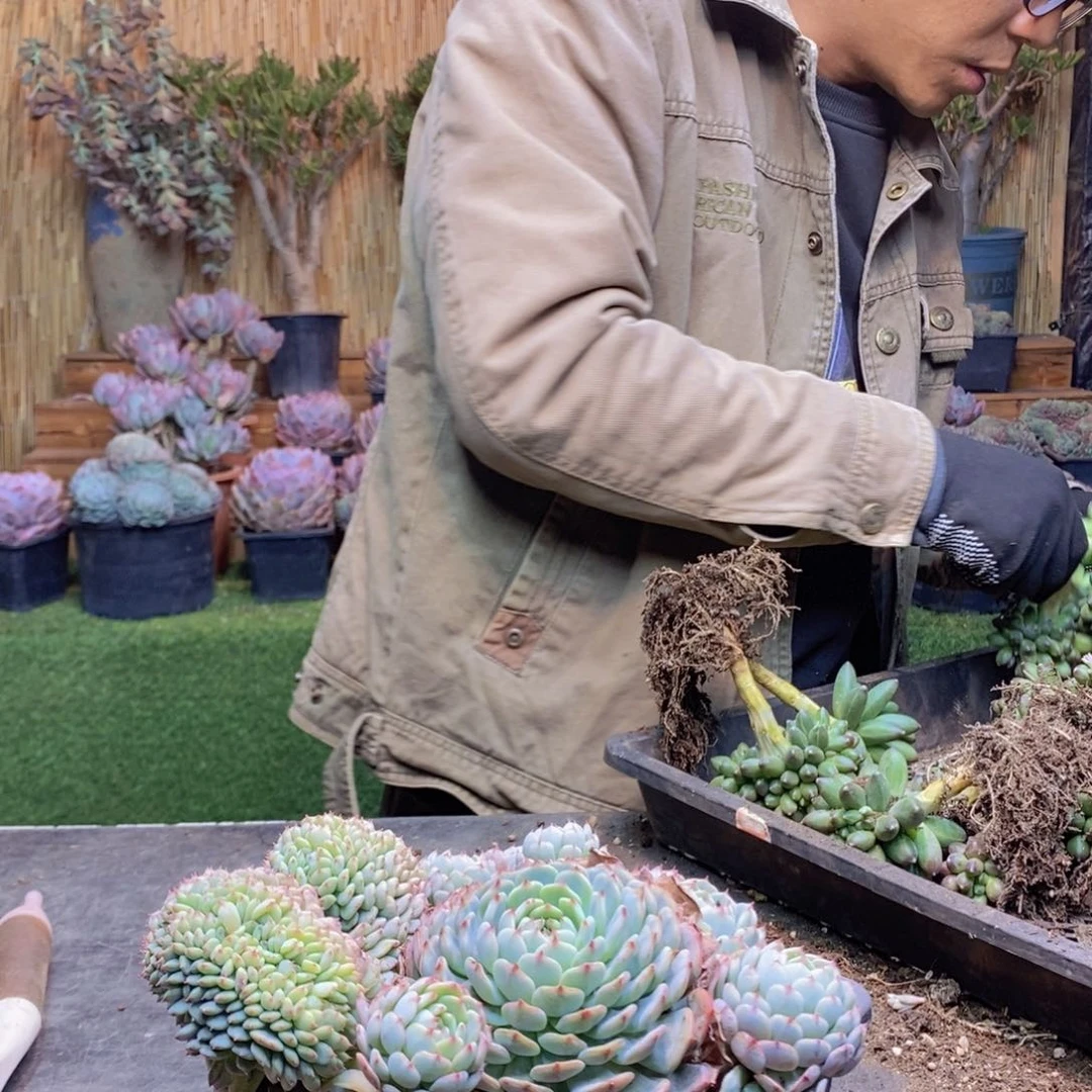 一***?305 号白胖子多肉