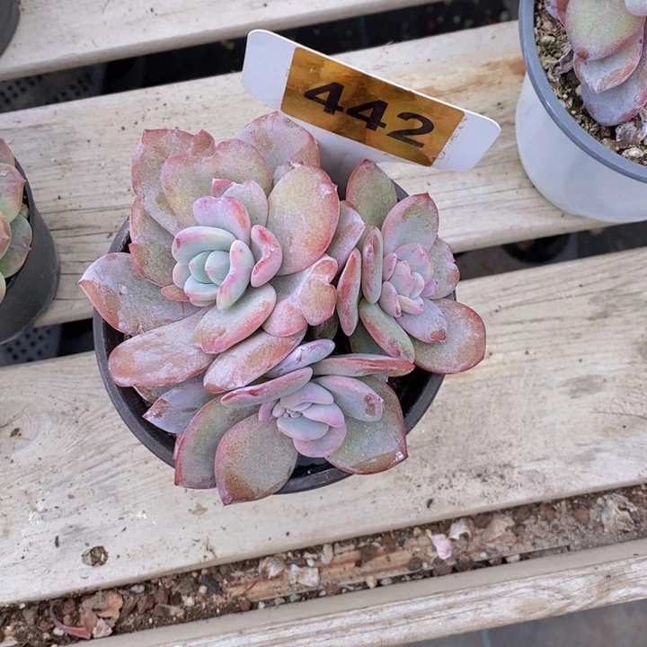 ****君442号韩版奶茶一颗