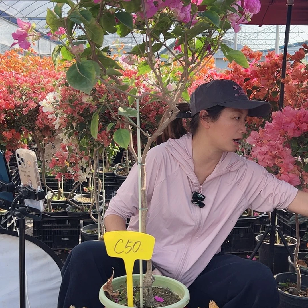 阿***姐大部分花苞少量开放C50宫粉