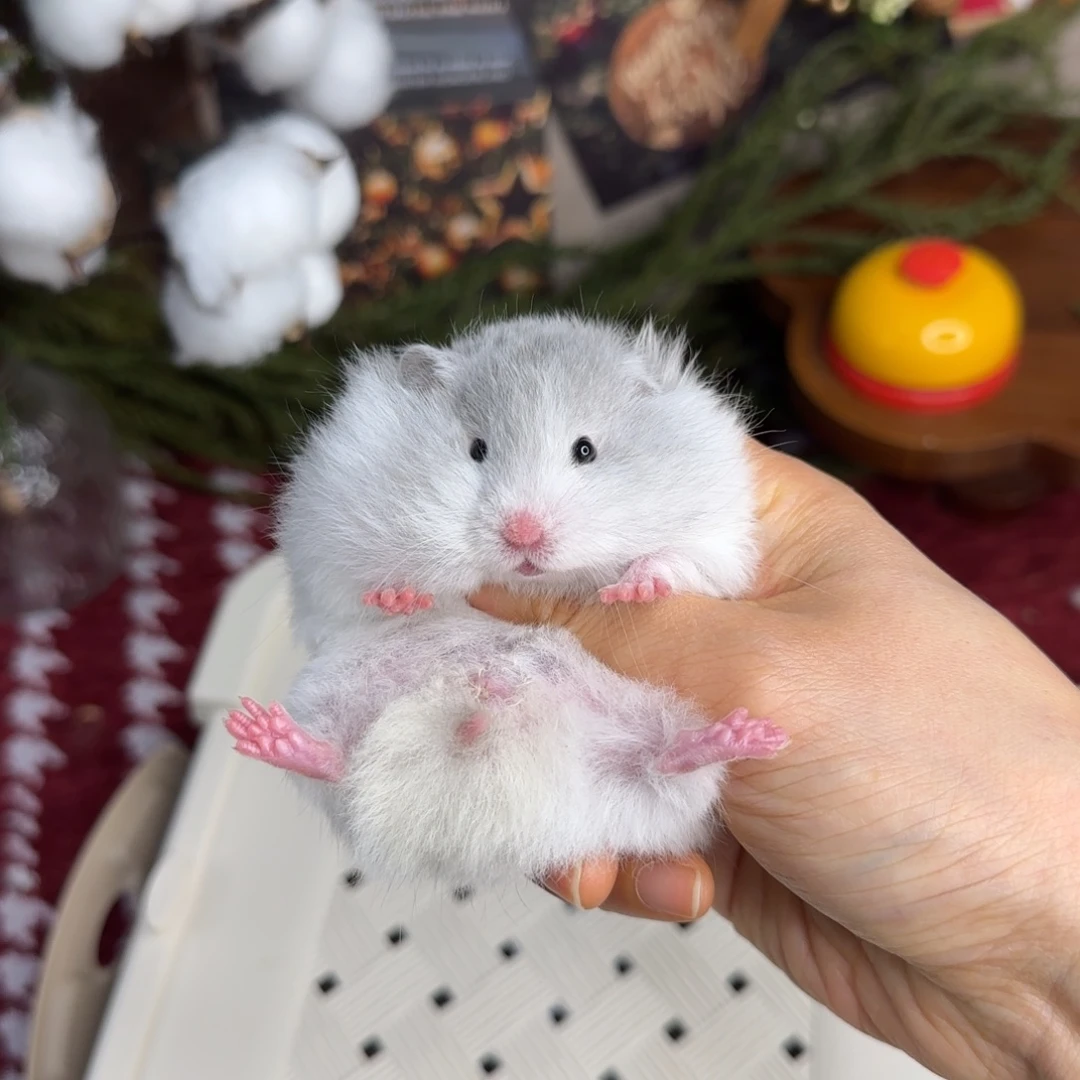 雾霾蓝波妹妹11.08