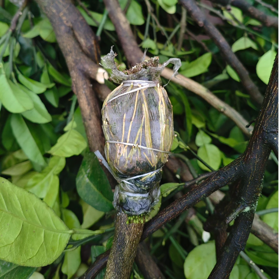 合江真龙柚苗真龙柚树苗柚子树苗高压苗真龙柚高压苗