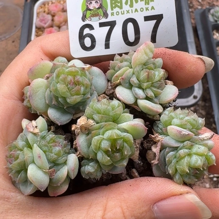 多肉植物多肉植物