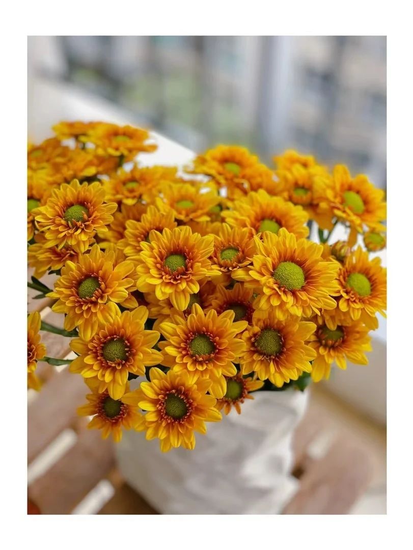 【源头一手价】吉星小雏菊一把   云南基地鲜花   家养
