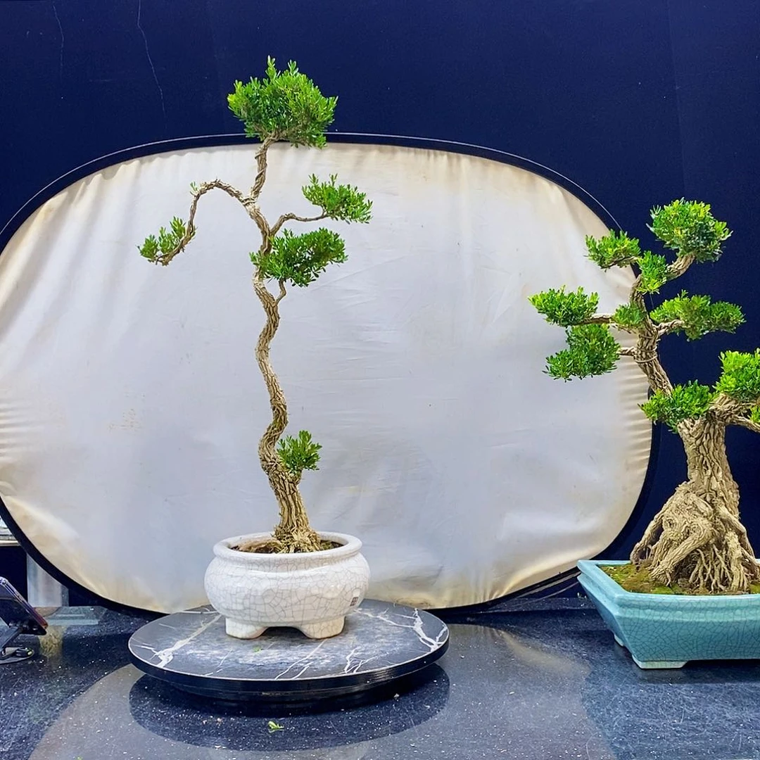 无花朵黄杨盆景造型