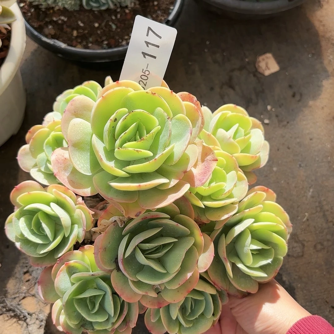 同温层多肉碧桃117