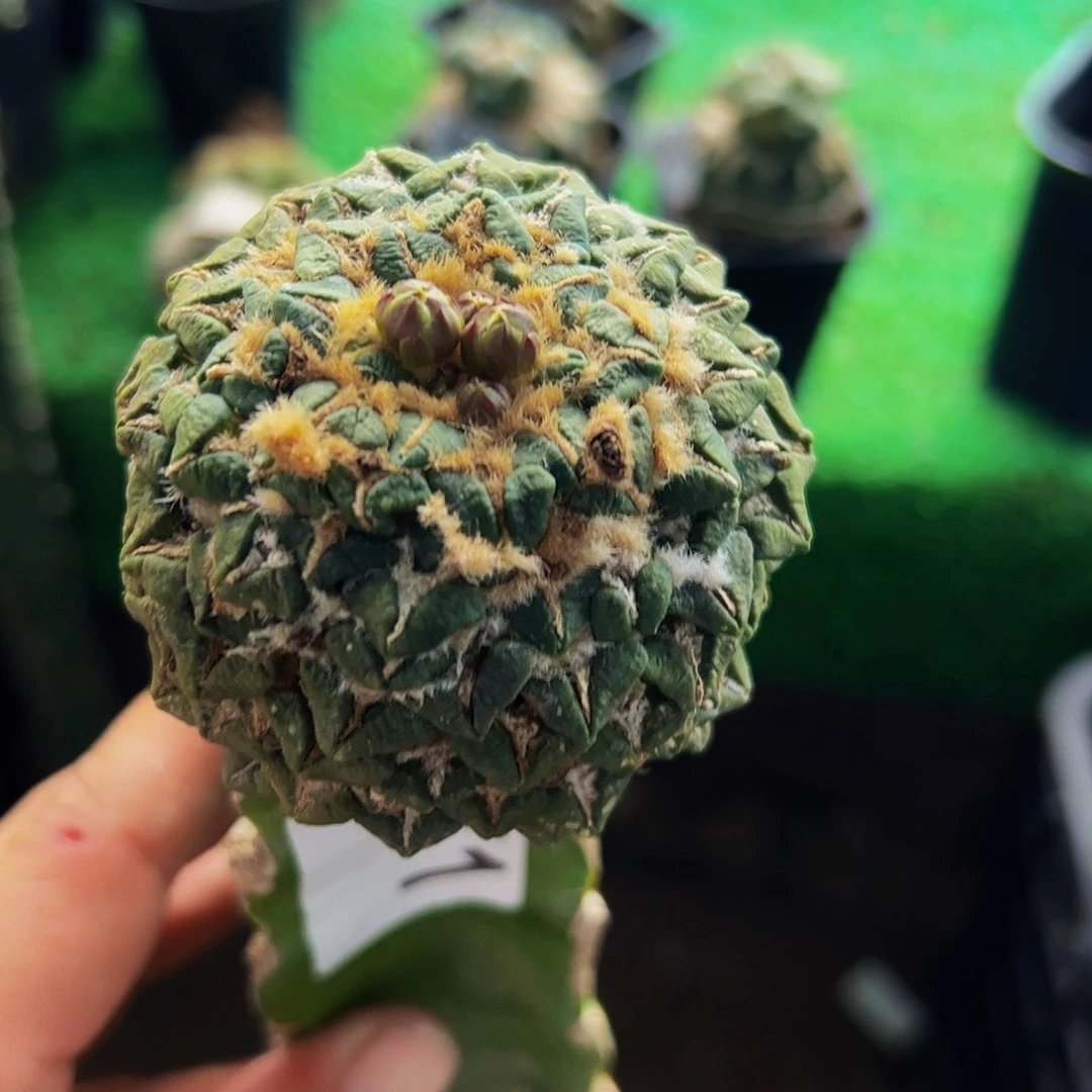 无花朵福利单头大尤黑牡丹171