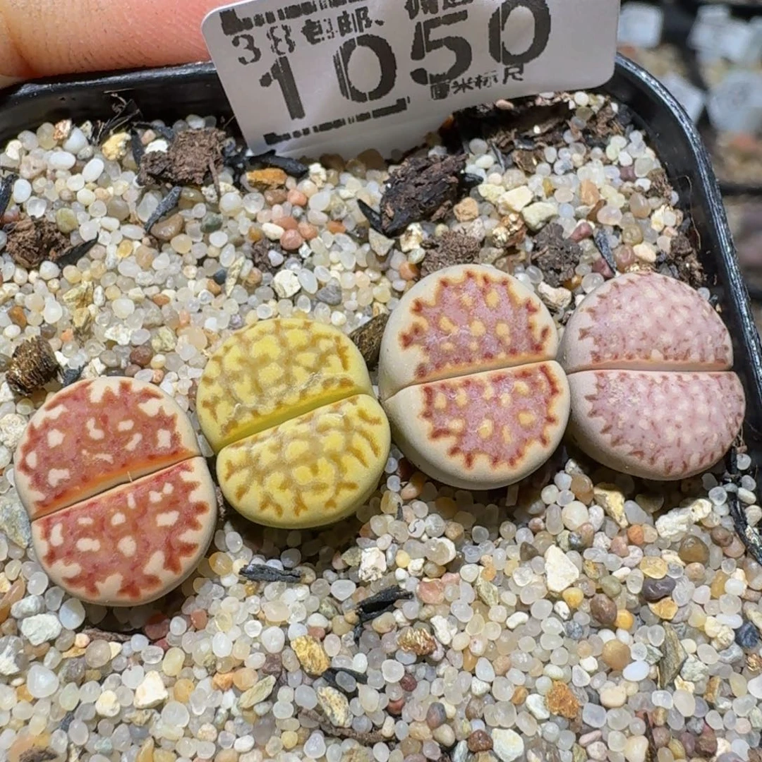 zzzzz精品生石花1050