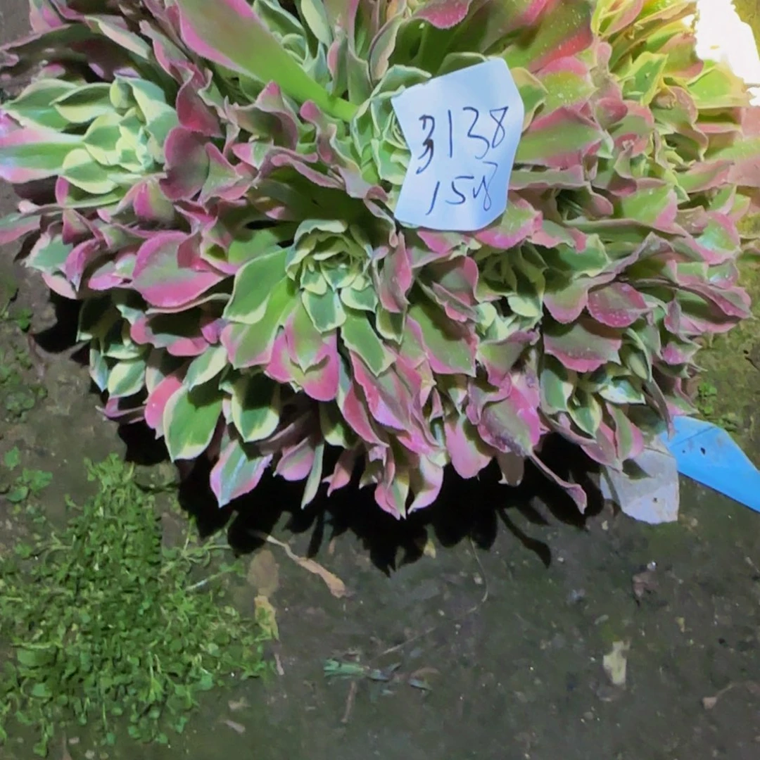 ?**?一物一拍多肉法师福利3138