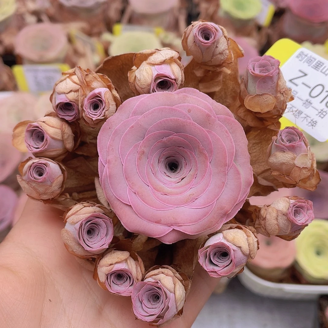 山地玫瑰Z018满38包邮裸根发货不售后