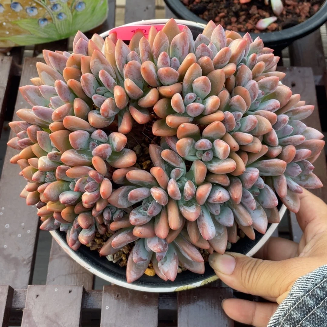 奥普琳娜缀化朵朵缀无砍无摘