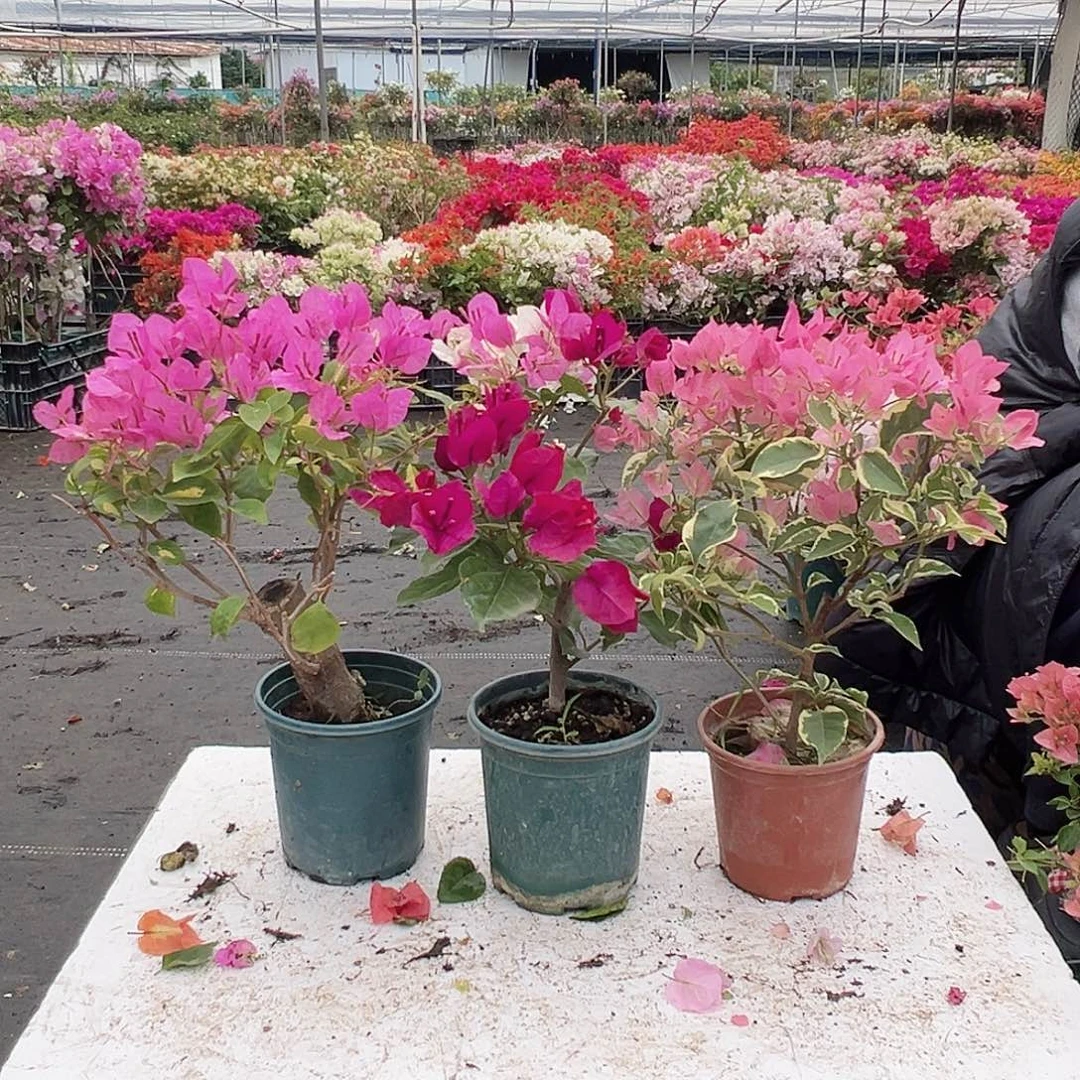 大部分花苞少量开放金心双色，黑暗行者，蜡染粉组合