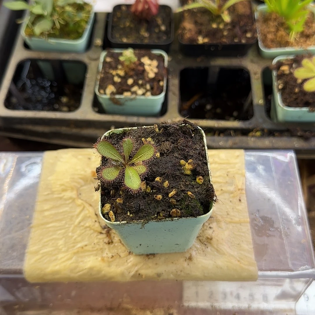 完全开放球茎球根茅