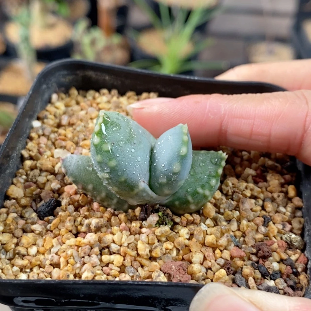 【闪购商品】康普顿芦荟