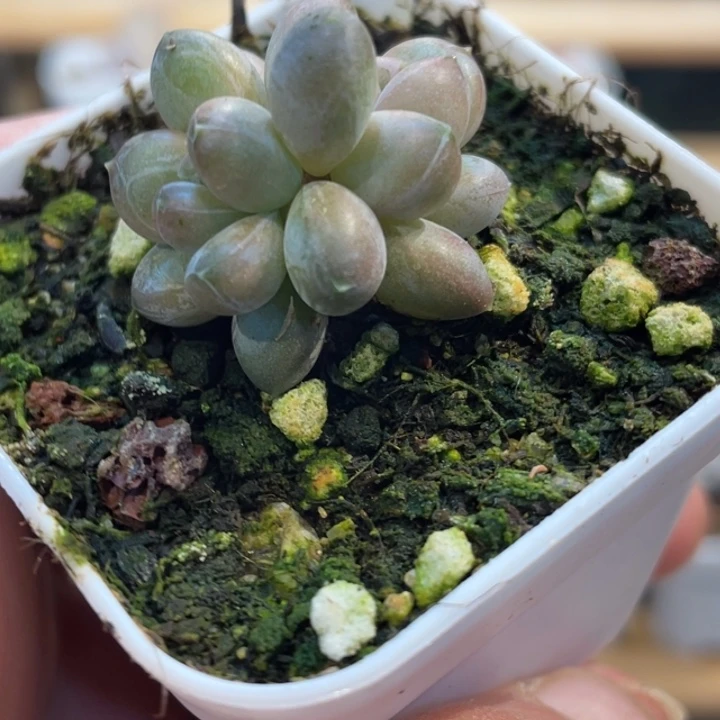 绿心美人精控双头带盆啊啊