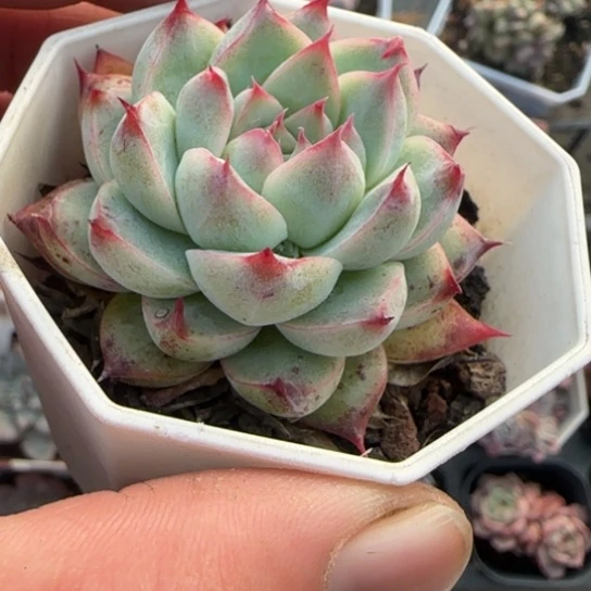 185无吉多肉植物多