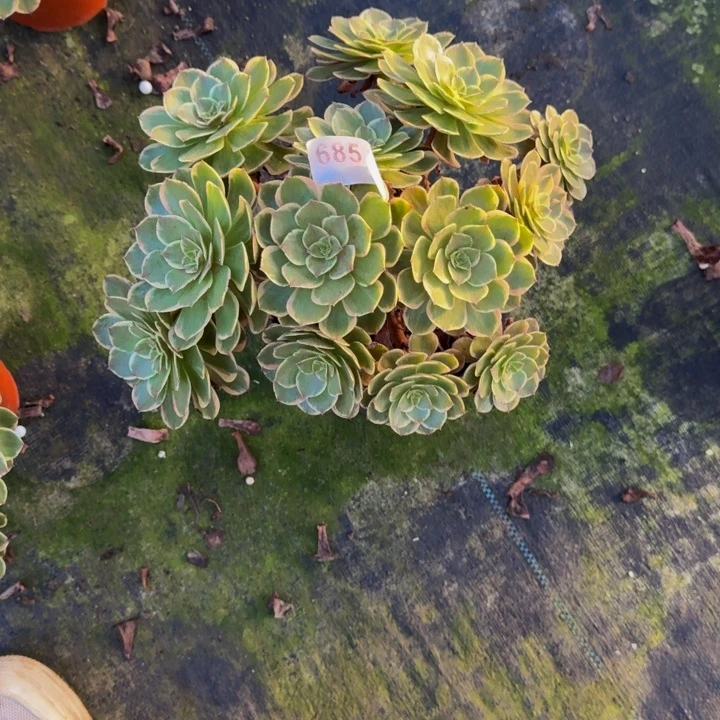 000000000000685粉花妖