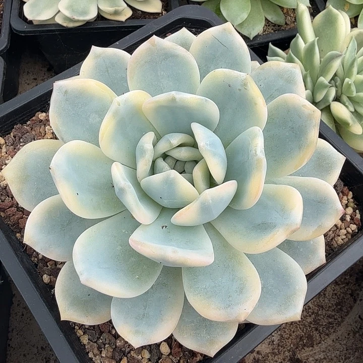 正版星影锦腹轮锦