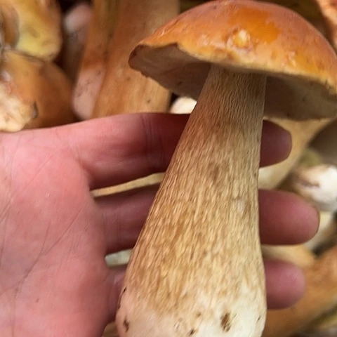 中国大陆自采自销大山里的牛肝菌