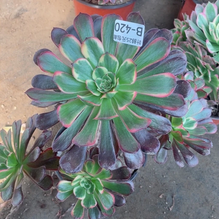 420黑金刚多肉12345678