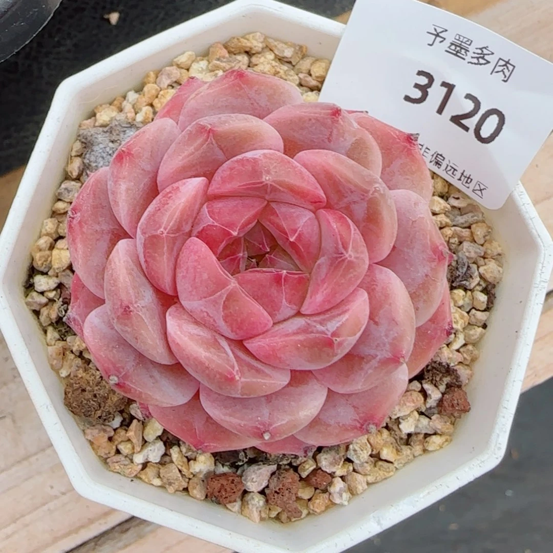 冰魄，3120多肉植物