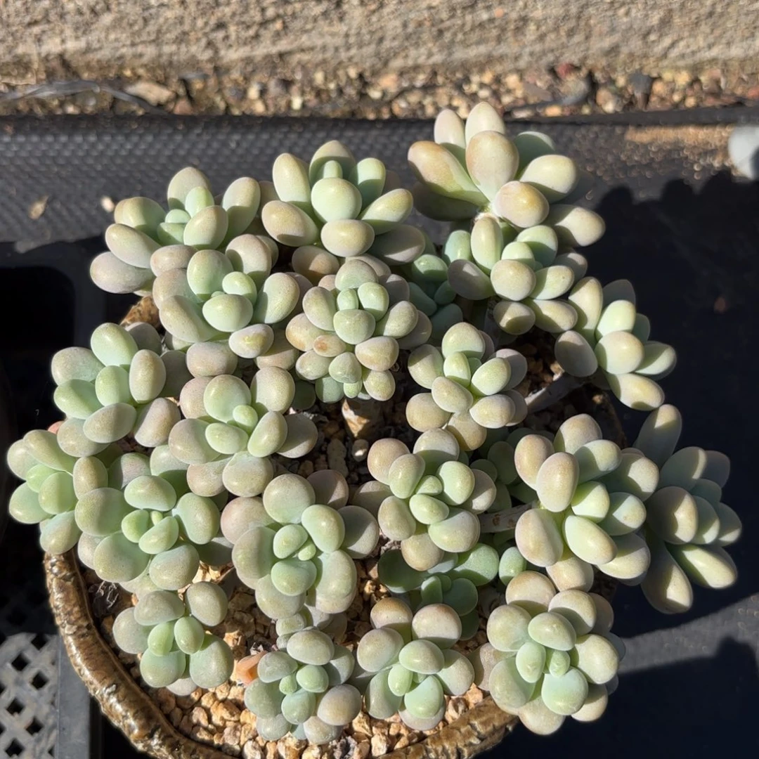 无花朵香水洛神111