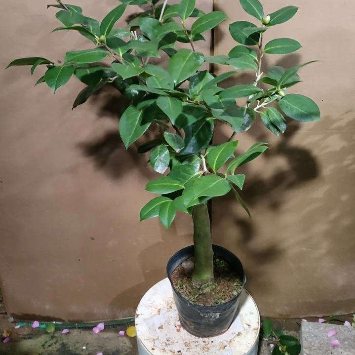 384云茶不知名，原盆原土发货，不包邮