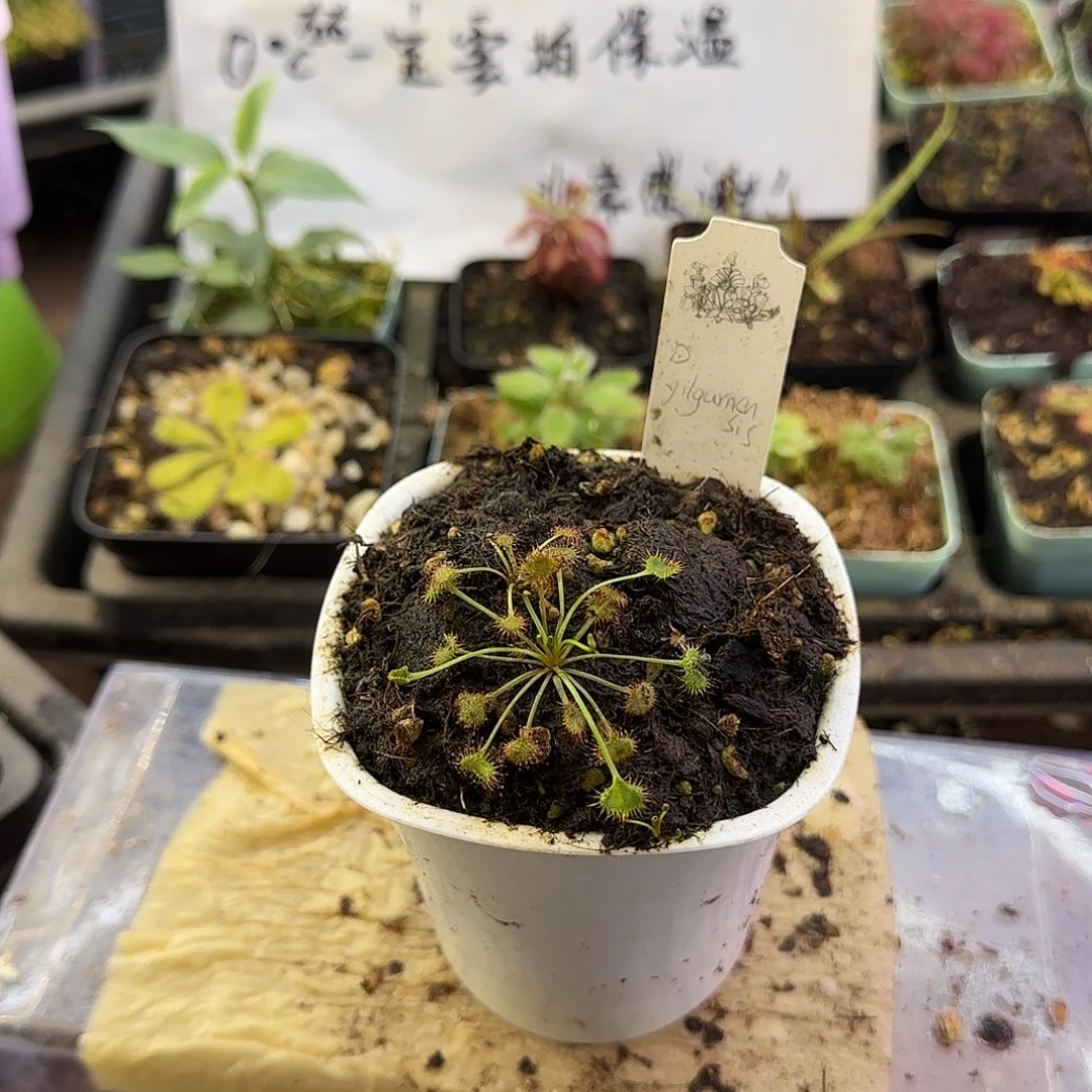 完全开放伊尔加恩茅膏菜