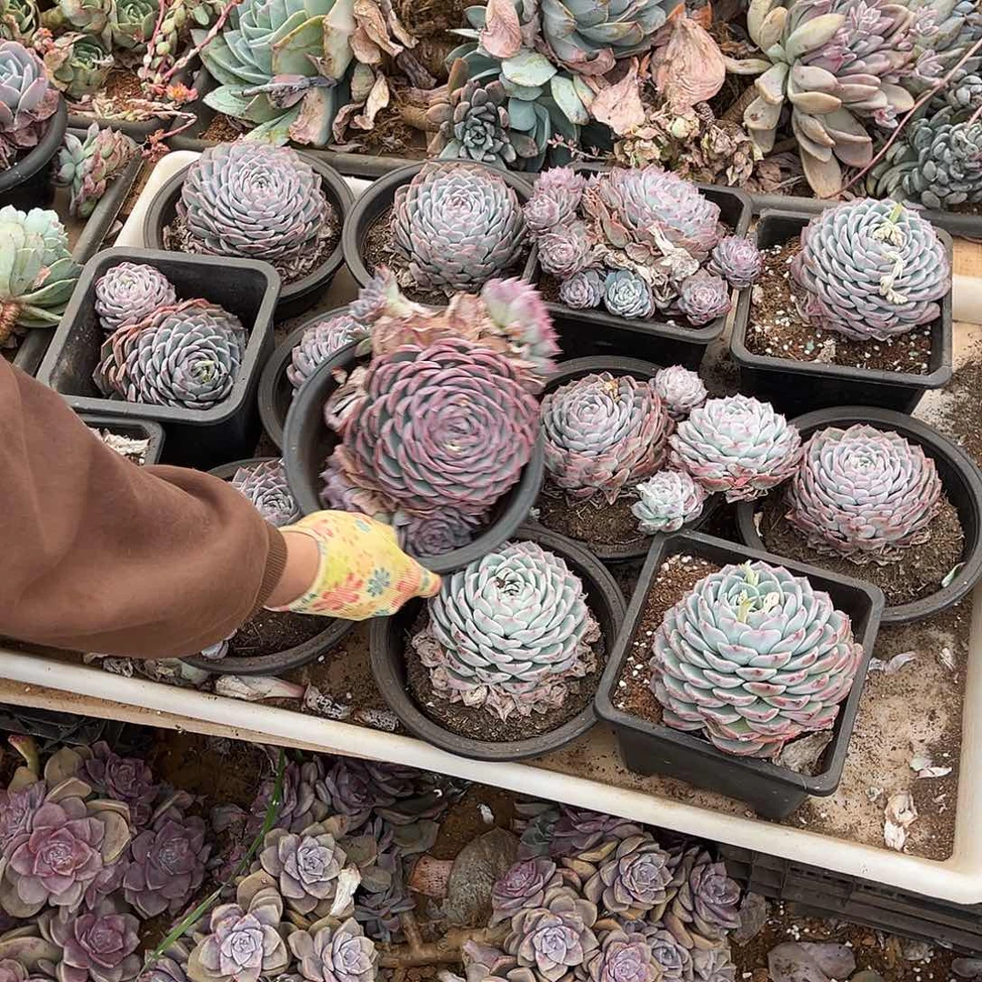 多肉植物水晶玫瑰13棵55