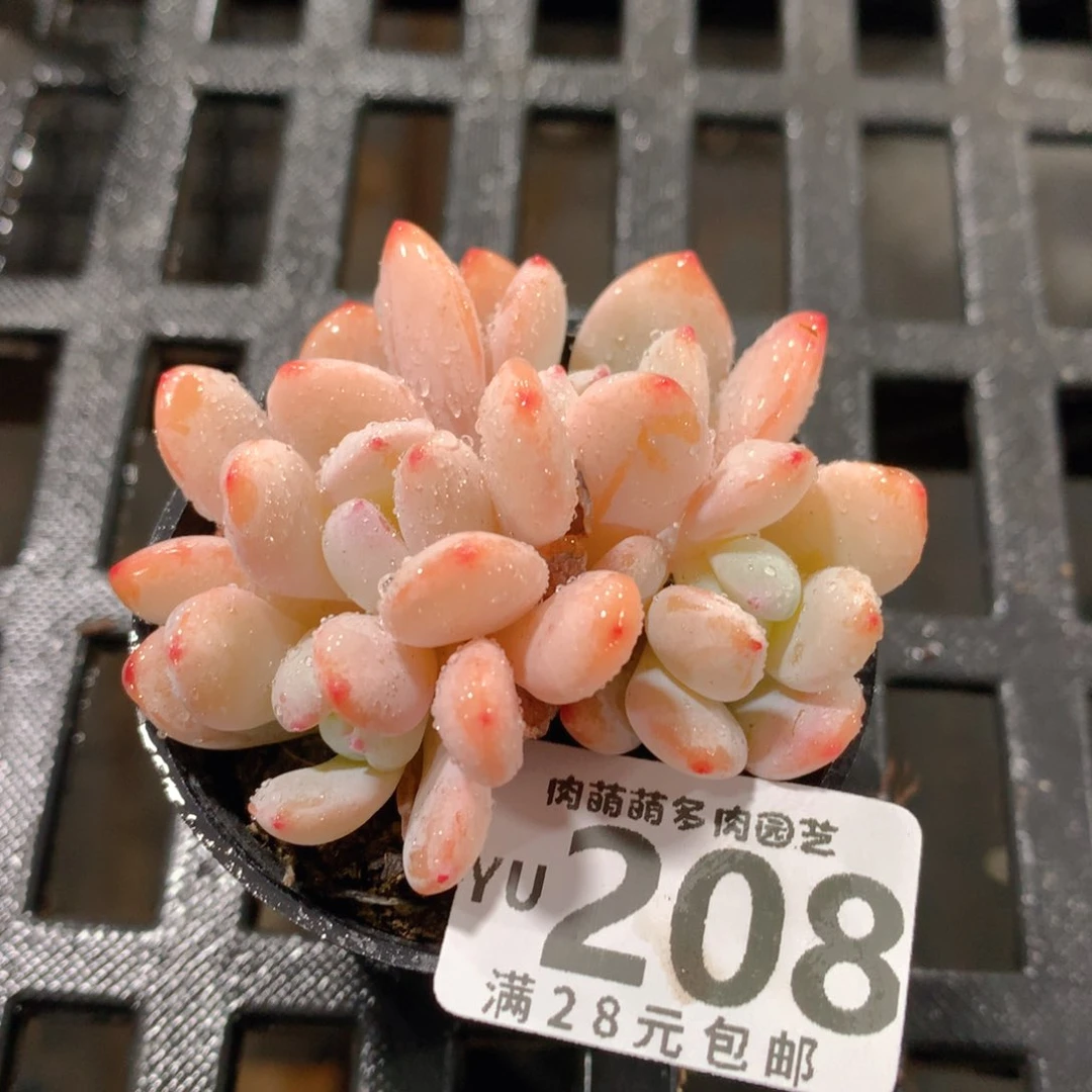 肉萌萌拇指盆精控多肉YU208