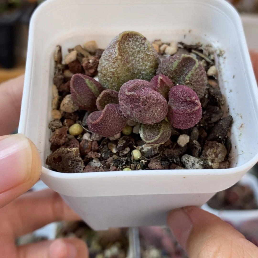 【闪购商品】无花朵实生