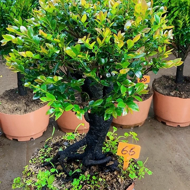 完全开放小叶紫檀木