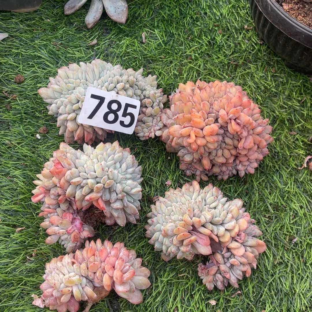 6颗150元785号15888808